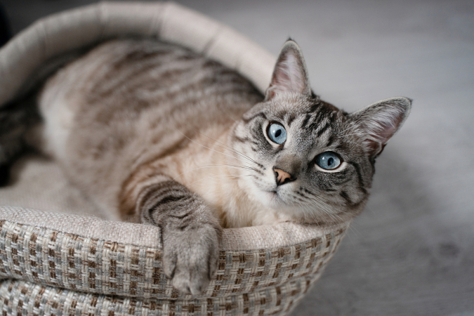 Как приучить кота к лежанке