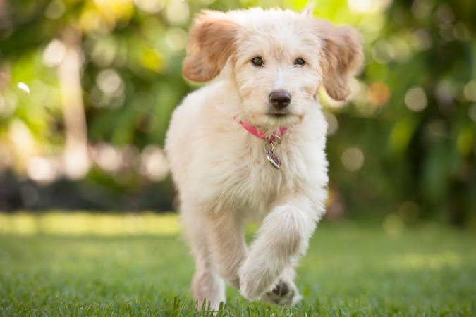 Почему собака хромает