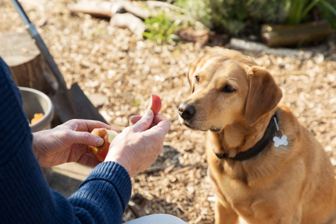 Какие фрукты и ягоды можно давать собаке?