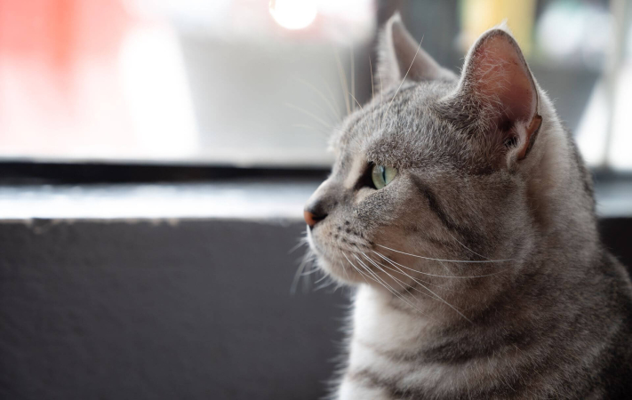 Зачем кошкам усы