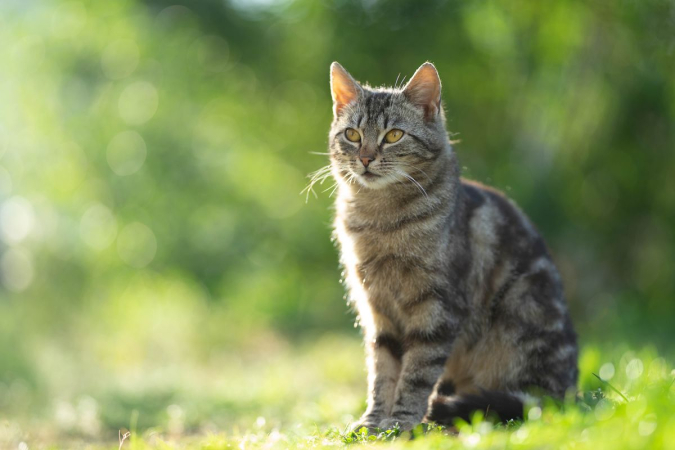 Клещи у кошек