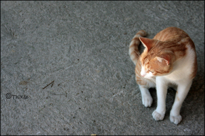 Пропала кошка: что делать хозяину