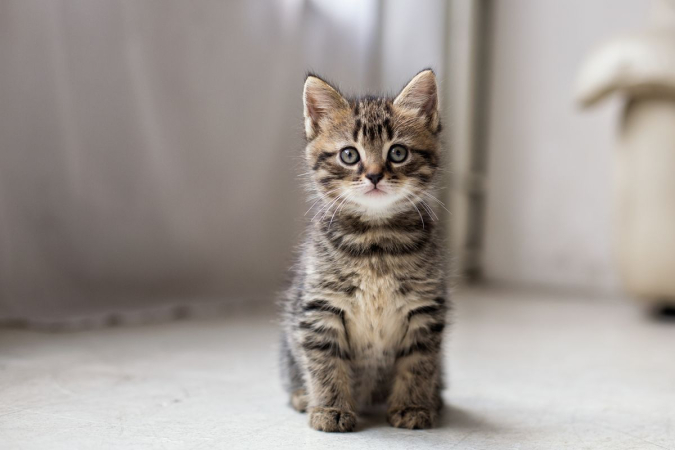 Что считать нормой веса котенка по месяцам