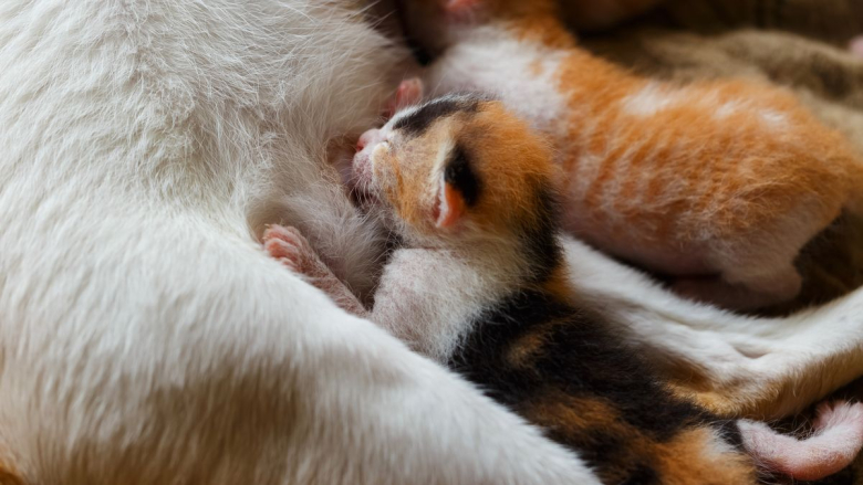 Роды у кошки