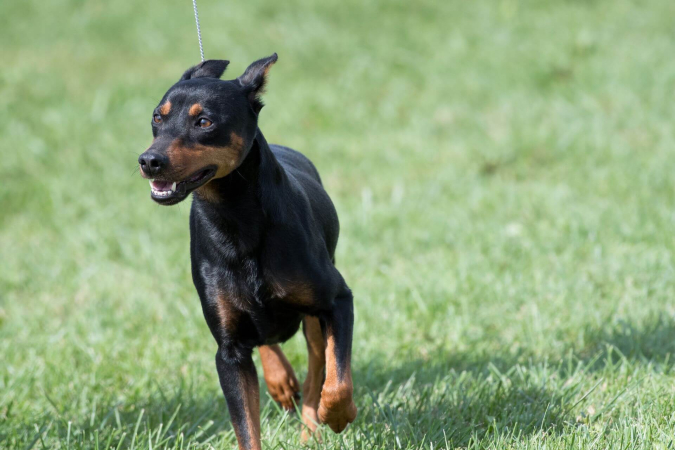 Немецкий пинчер