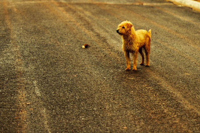 Потерялась собака – советы как найти