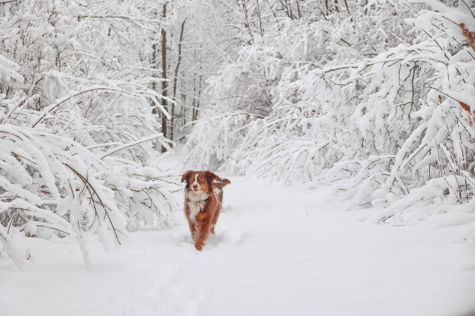 Мерзнет ли собака зимой