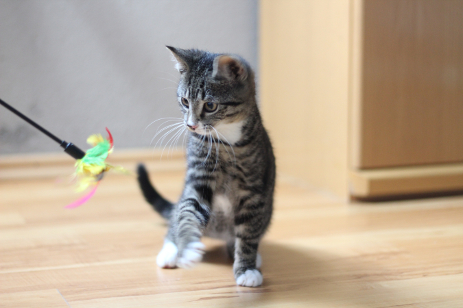 Почему кошка нападает на хозяина без причины