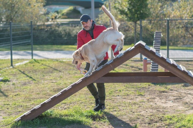 Собака играет на площадке