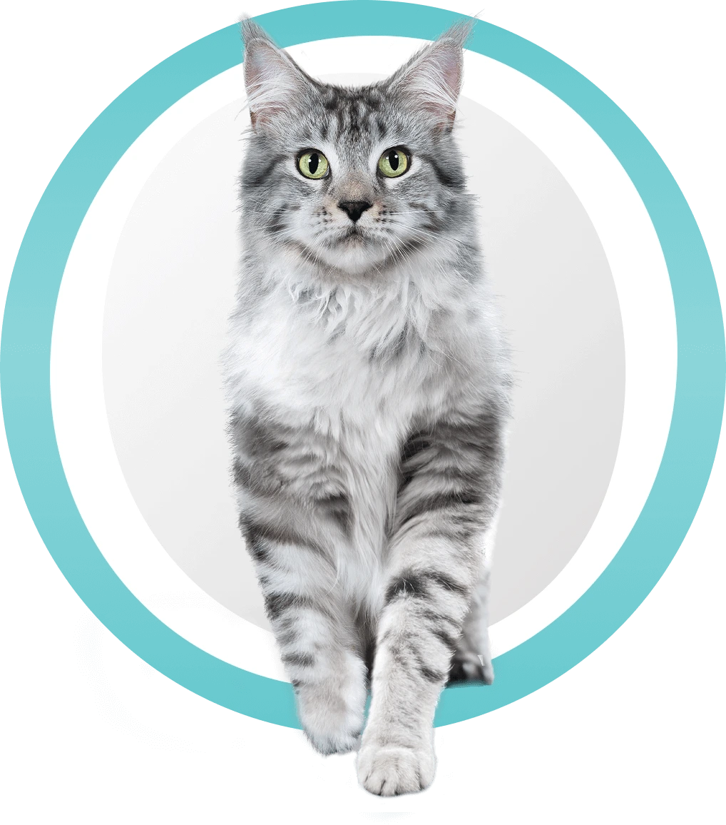 Кормите правильно с&nbsp;брендом Purina&nbsp;ONE<sup>®</sup>
