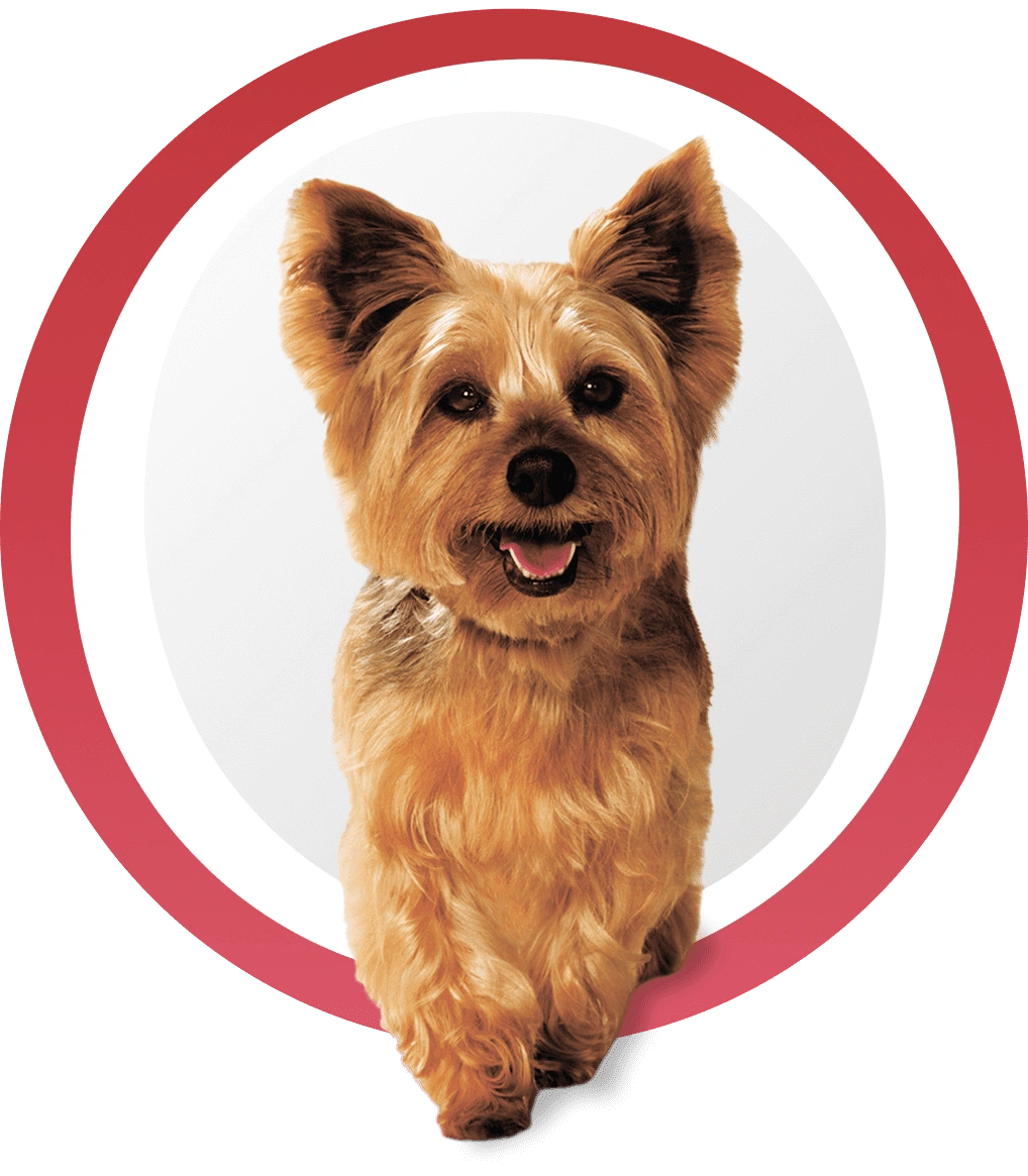 Кормите правильно с&nbsp;брендом Purina&nbsp;ONE<sup>®</sup>